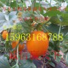 免費代收久紅瑞甜瓜洋香瓜