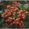 日本無刺花椒苗 （第5代）