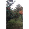 最新無刺花椒苗日本韓城引進