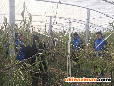 大荔調(diào)研1 (1)
