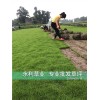 草坪臺灣二號基地|草坪臺灣二號批發|草坪臺灣二號價格|永利供