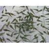 花鰱魚苗養(yǎng)殖 東海魚場自產(chǎn)自銷