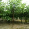 內(nèi)蒙古哪里有刺槐-18公分刺槐報(bào)價(jià)「組圖」