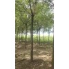 處理國槐占地國槐3公分4公分5公分6公分8公分10公分