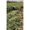供應高產藥用連翹苗1年2年3年苗圃批發