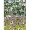 山楂樹2公分2.5公分3公分定植的量大價優歡迎老板合作